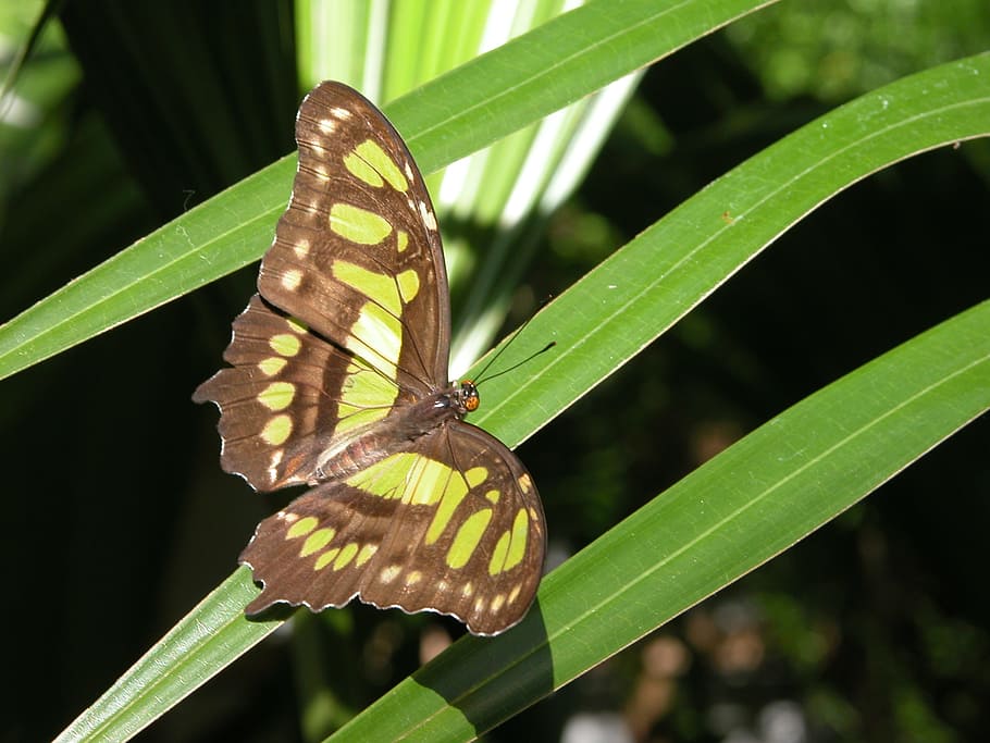 butterfly, grass, rest, insect, animal wildlife, invertebrate HD wallpaper