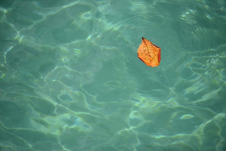 brown leaf floating on body of water, bay, ocean, peaceful HD wallpaper