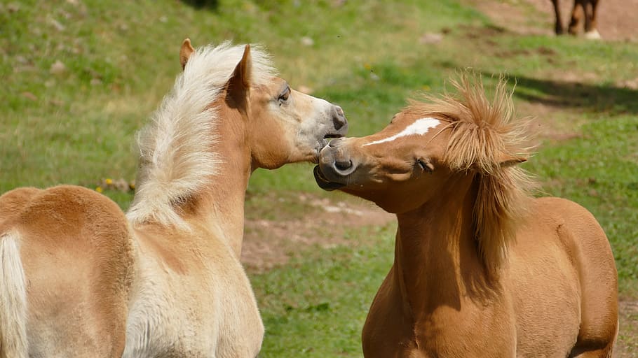 two brown horses next to each other, foal, encounter, play HD wallpaper