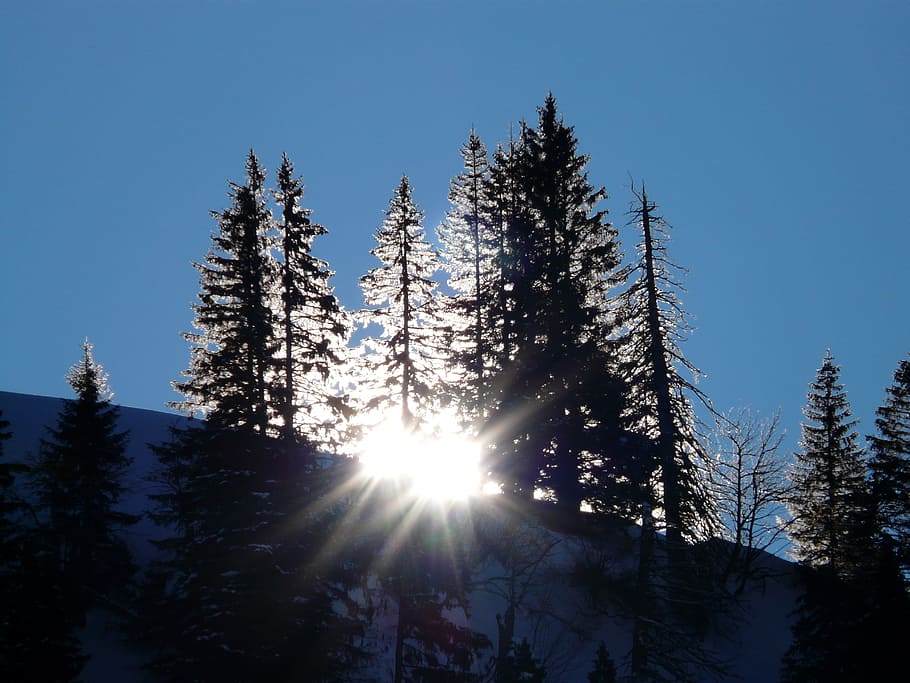 wintry, firs, back light, winter, snow, cold, sun, sunlight HD wallpaper