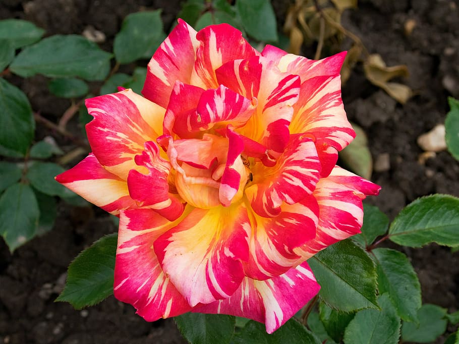 rose, harry wheatcroft, caribia, floribunda, flowers, red, yellow HD wallpaper
