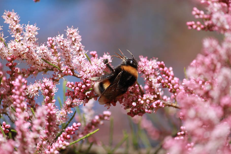 insect, nature, bourdon, flower, flowering plant, animal wildlife HD wallpaper