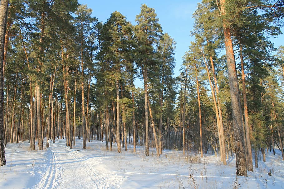winter, forest, trees, plant, snow, land, tranquility, cold temperature HD wallpaper