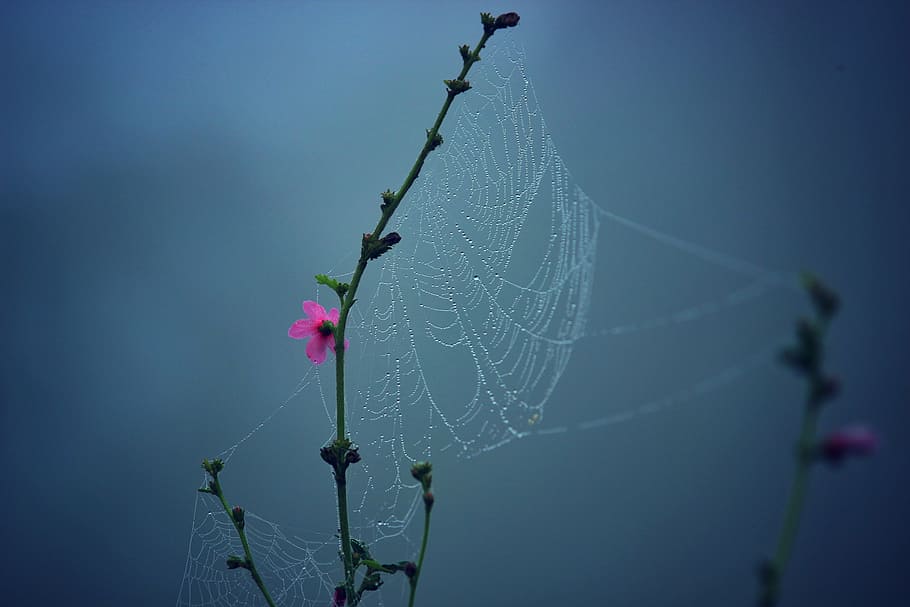spiderweb on plant, macro, photography, dew, drops, flower HD wallpaper