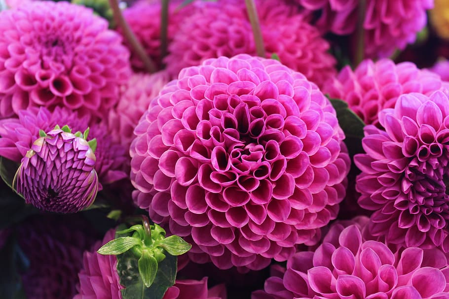 pink dahlia flowers, fuchsia, plant, floral, bloom, blossom HD wallpaper