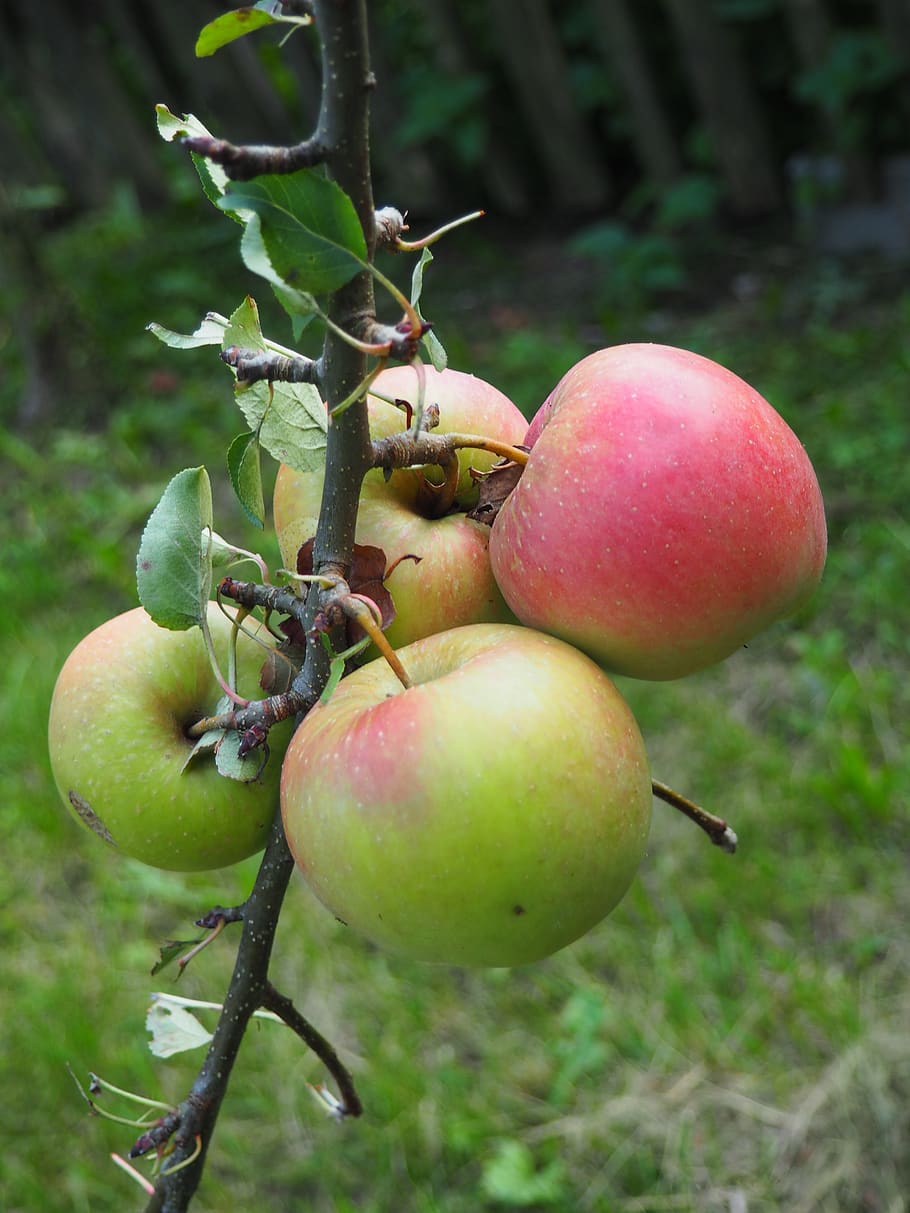 apple, tree, fruit, garden, ungeerntet, fresh, healthy eating, HD wallpaper