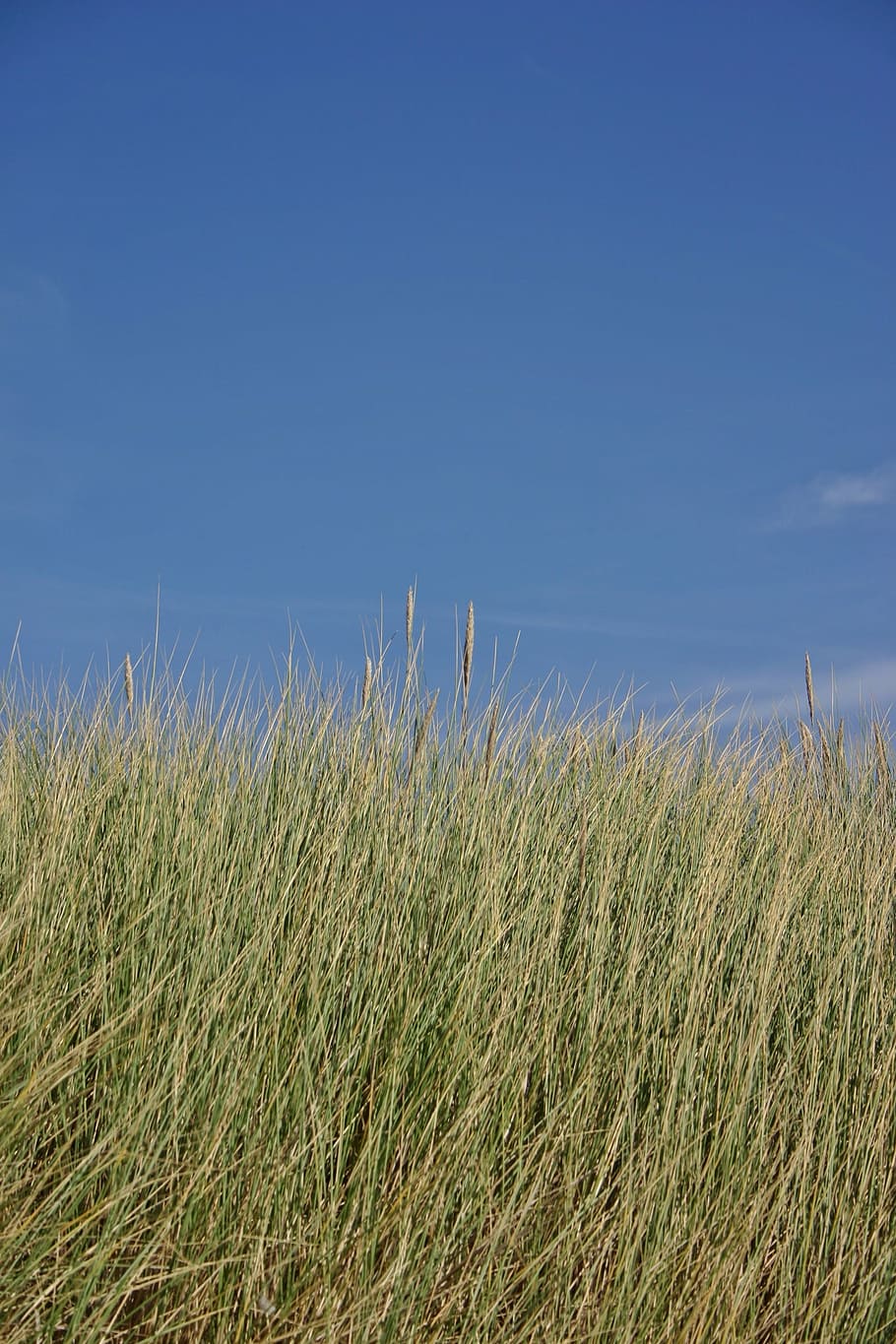 dune grass, dunes, nature, sea grass, north sea, coast, beach HD wallpaper