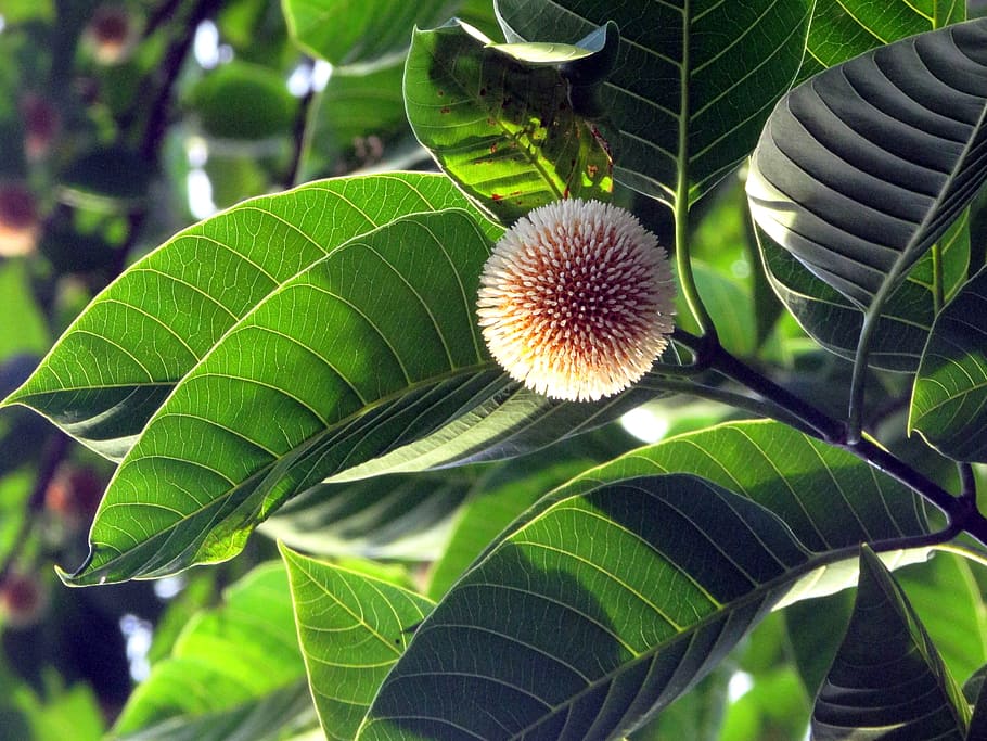 flower, tree, nature, blossom, branch, floral, leaf, garden HD wallpaper