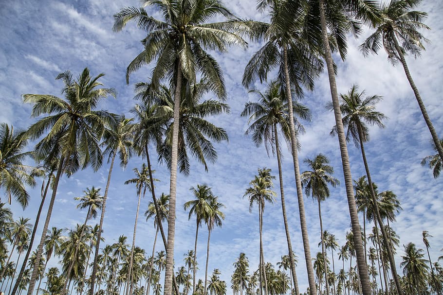 palm, tree, trees, palm tree, palm trees, tropical, beach, ocean HD wallpaper