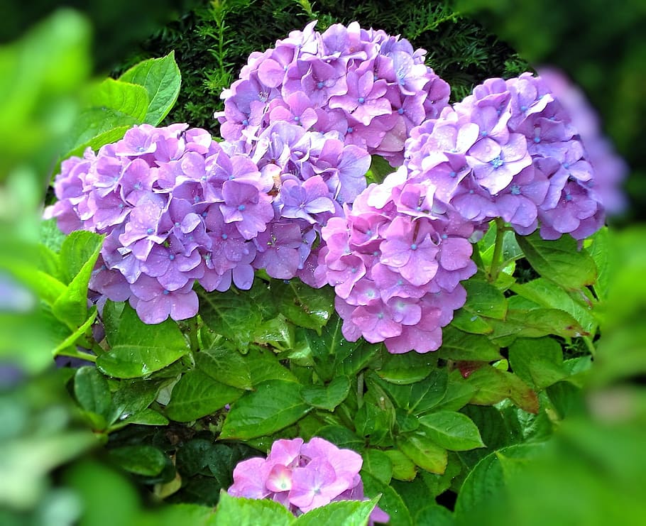 hydrangea, flowers, plant, violet, flowering plant, beauty in nature HD wallpaper