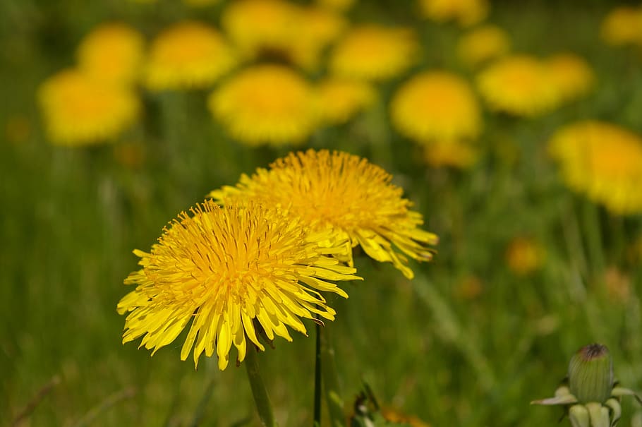 Meadow, Spring, Flowers, spring meadow, flower meadow, signs of spring HD wallpaper