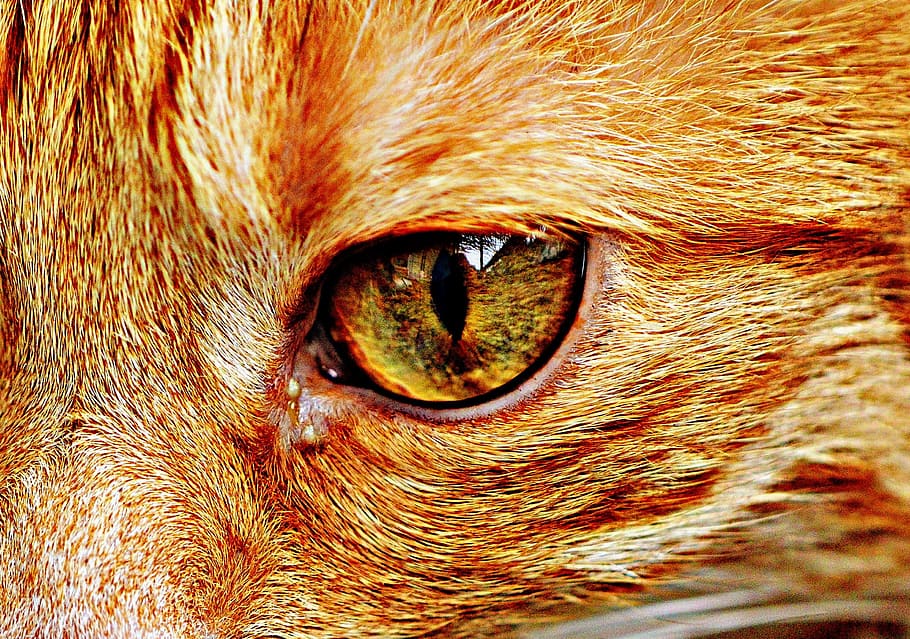 cat, red, cute, mackerel, tiger, sweet, cuddly, animal, domestic cat HD wallpaper