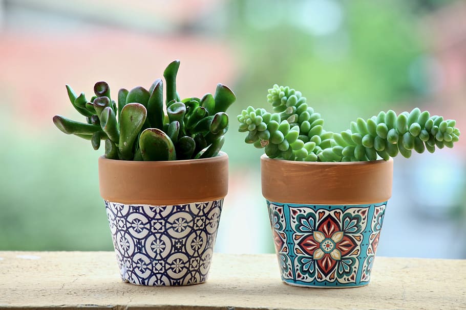 selective focus photography of two green succulent plants, fat plants HD wallpaper