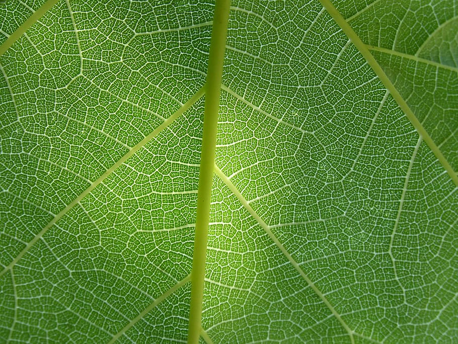macro shot photography of green leaf, plant background, ramifications HD wallpaper