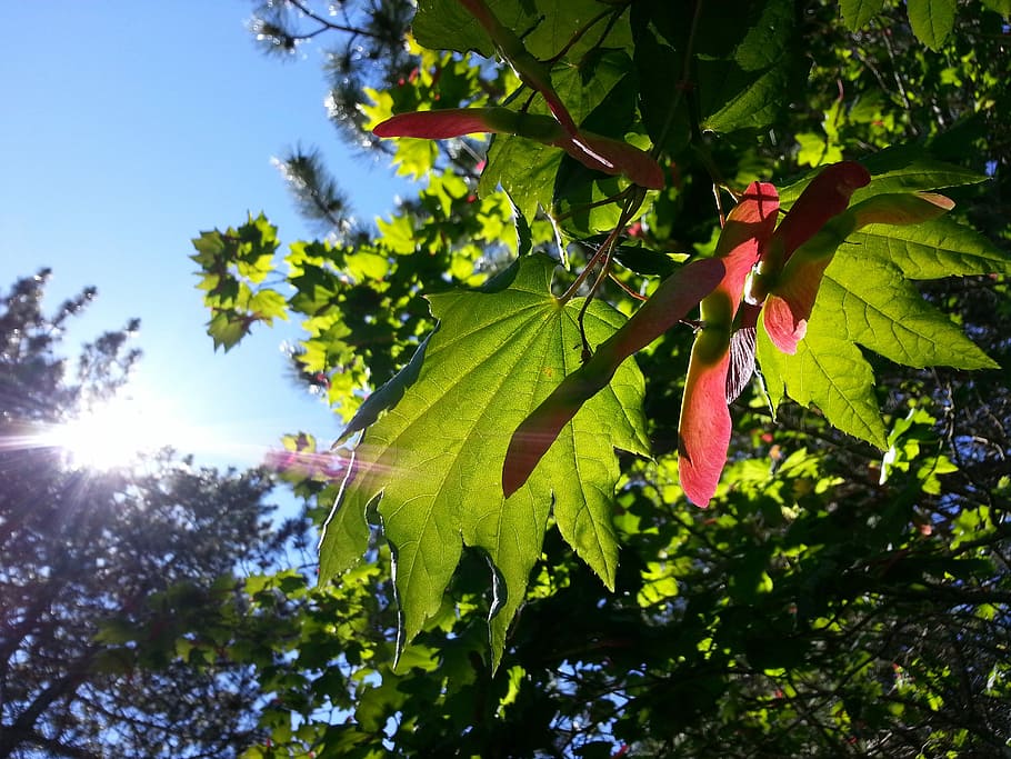 Maple, Leaves, Nature, Foliage, Sunny, green, tree, forest