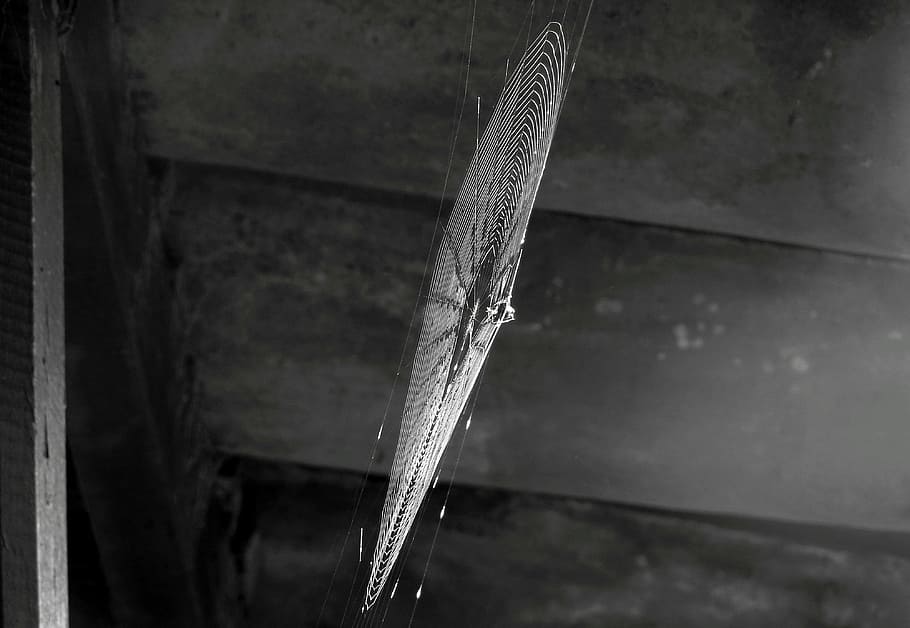 black and white, insect, spider, web, no people, close-up, day HD wallpaper