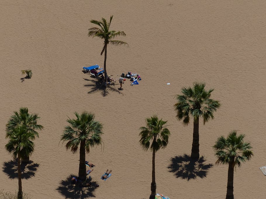 sand beach, palm trees, playa las teresitas, tenerife, plant HD wallpaper