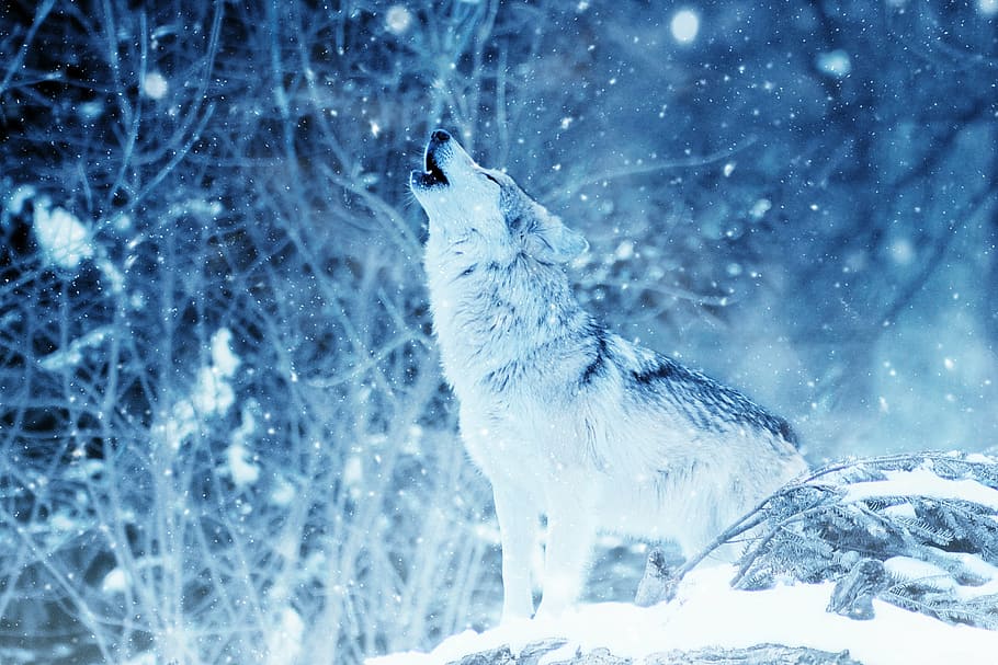 time lapse photo of howling wolf above stone, animal, snow, art