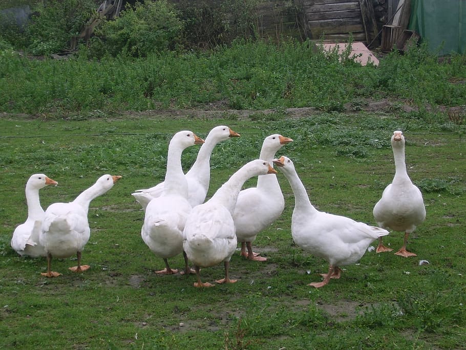 Geese, Nature, Summer, bird, animals in the wild, animal wildlife HD wallpaper