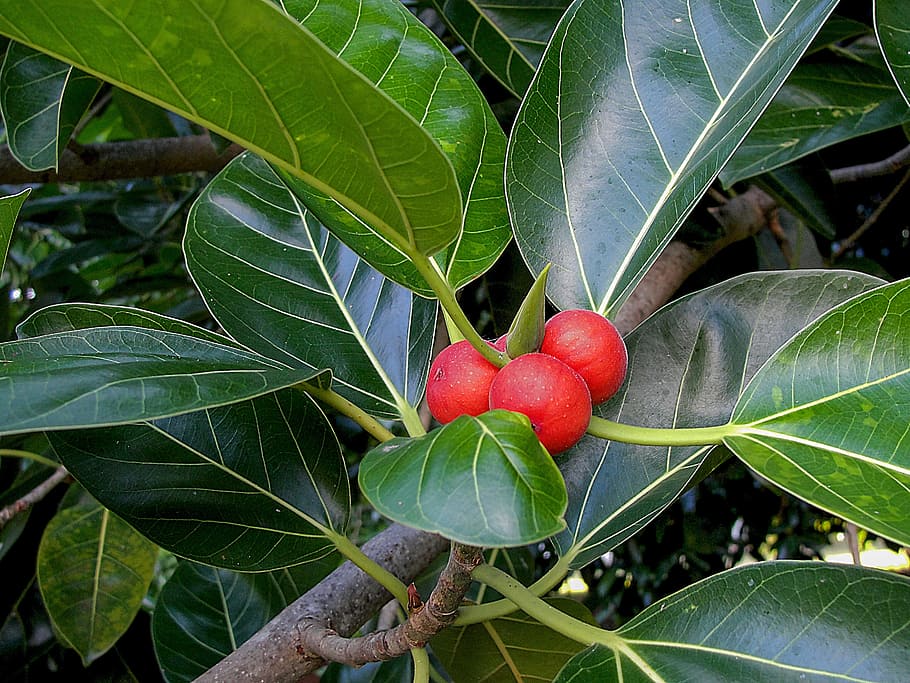 Rubber, Seeds, Tree, Fruit, Giant, Ficus, giant ficus, leaf HD wallpaper