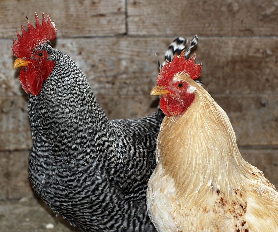 two gray and beige rooster's, chicken, farm, poultry, hen, rural HD wallpaper