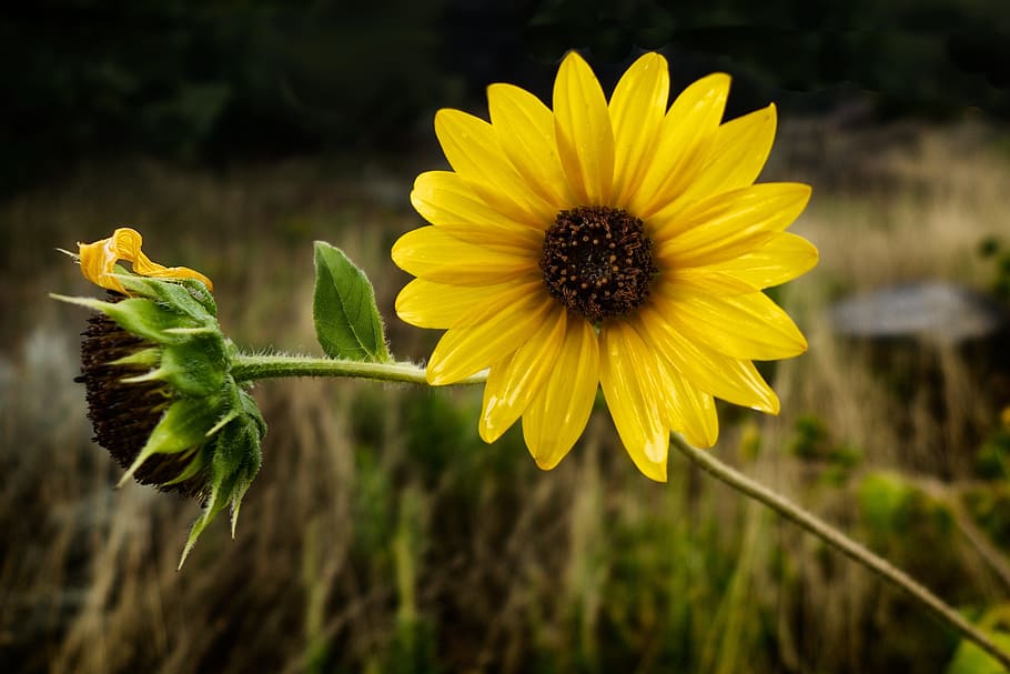 Sunflower, Moody, Nature, summer, yellow, field, landscape HD wallpaper