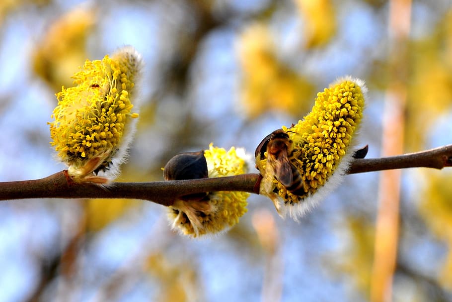 spring, plants, nature, bee, flower, yellow, flowering plant HD wallpaper