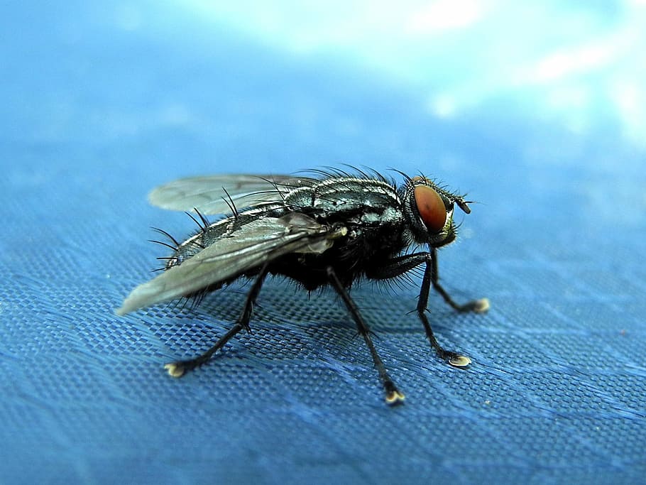 fly, housefly, must, wings, insect, macro, close-up, nature HD wallpaper