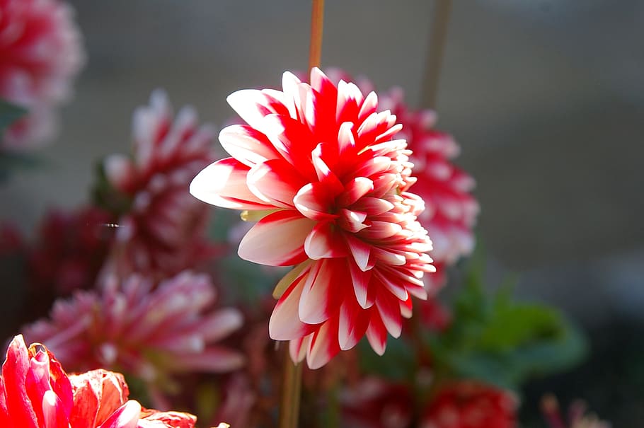 flower, nature, sun, summer, red, white, rays, flood light HD wallpaper