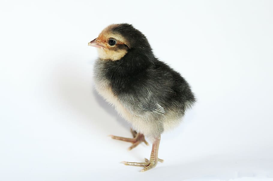 black and white chick, chicken, hen, poultry, rooster, baby HD wallpaper