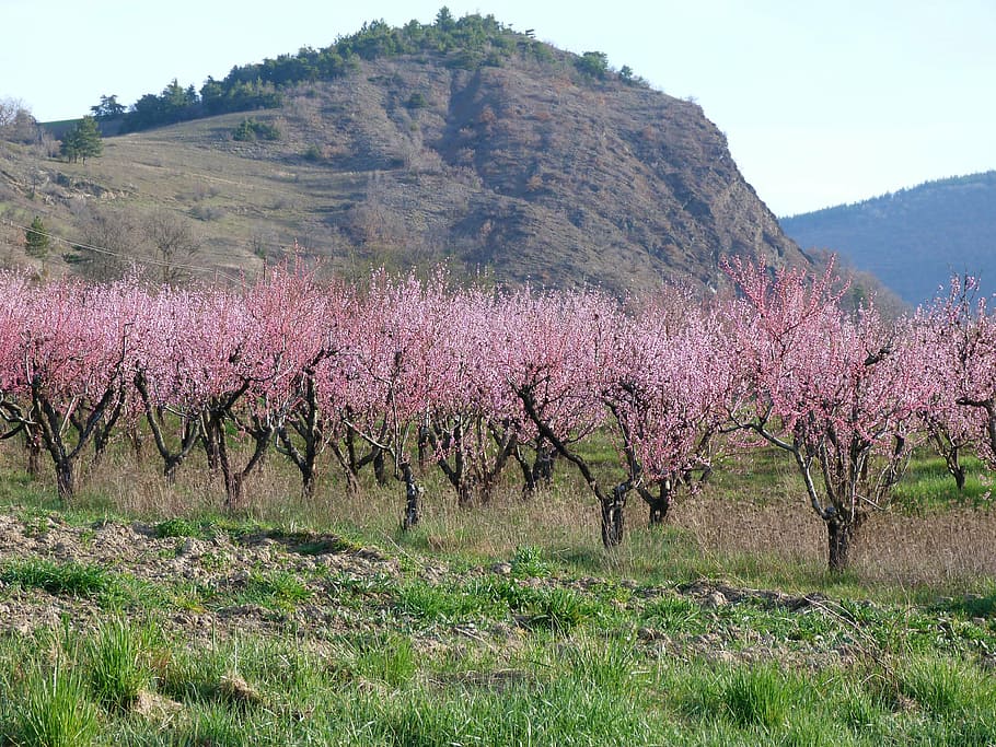 landscape, nature, orchard, spring, flowering, haute provence HD wallpaper