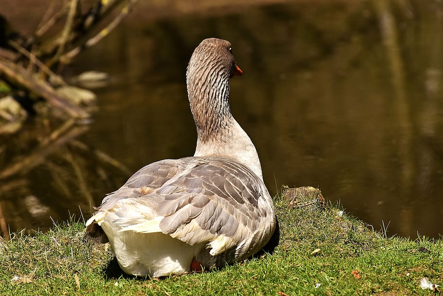 goose, bird water, concerns, relaxed, bank, plumage, one animal HD wallpaper
