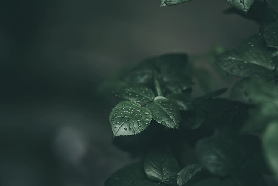 green, leaf, plant, nature, plant part, growth, close-up, no people HD wallpaper