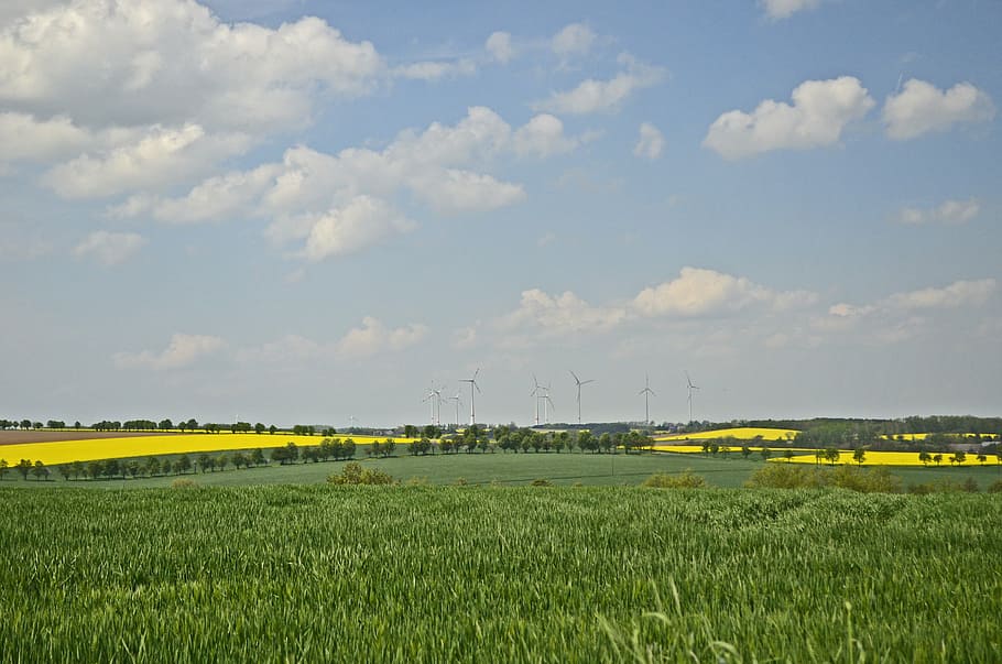 fields, reported, oilseed rape, nature, landscape, summer, green HD wallpaper