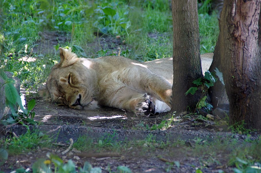 Lion, Nature, Zoo, Cat, Day Dream, Sleep, animals in the wild, HD wallpaper