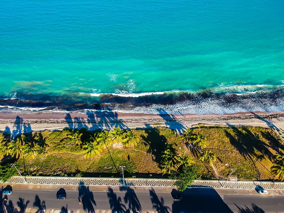 trees on seashore, aerial photography of sea shore, ocean, beach HD wallpaper