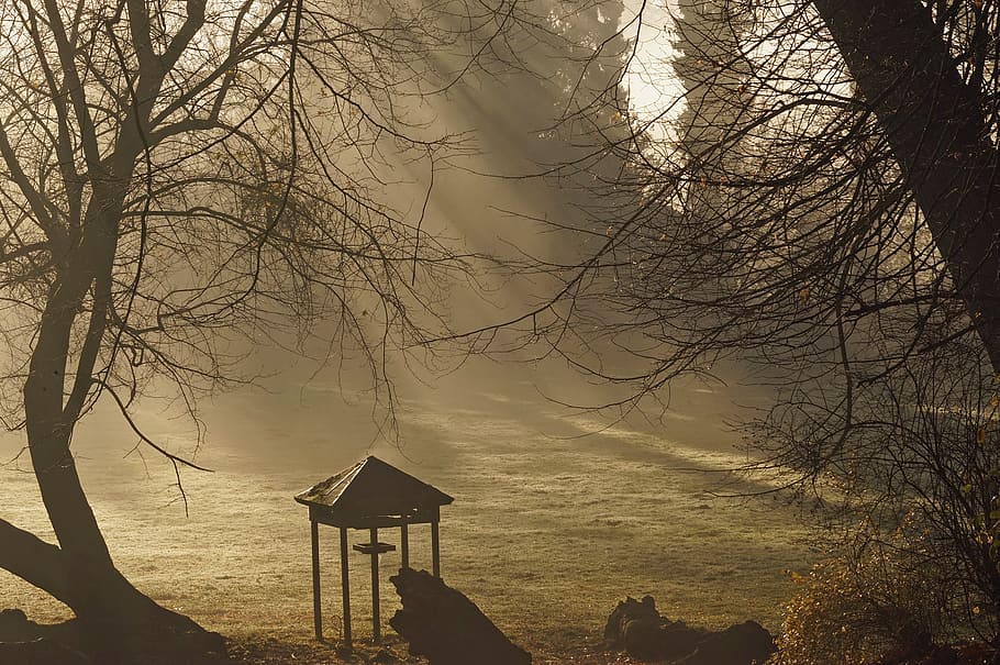 bird, sunbeam, tree, back light, bare tree, nature, sky, plant HD wallpaper