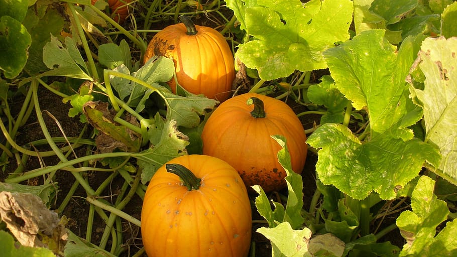 pumpkin, vegetables, halloween, food, food and drink, leaf HD wallpaper
