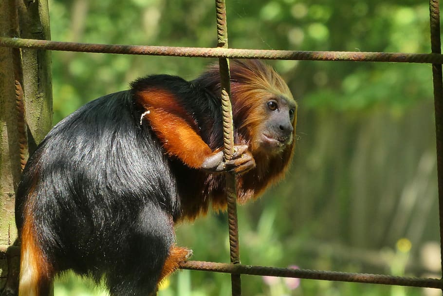 monkey, zoo, planckendael, belgium, curious, mammals, wildlife HD wallpaper