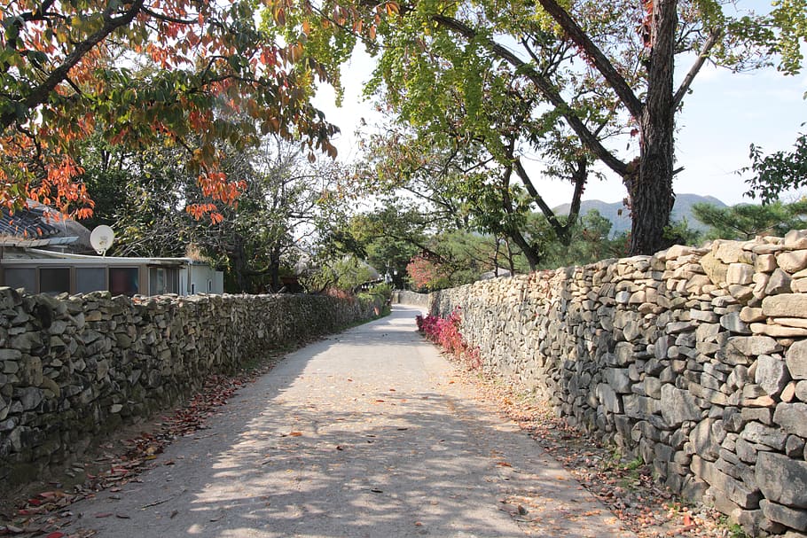 country road, stone wall, tree, plant, direction, the way forward HD wallpaper