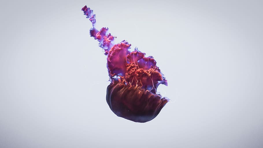purple jellyfish, photography of pink flowers, float, animal HD wallpaper