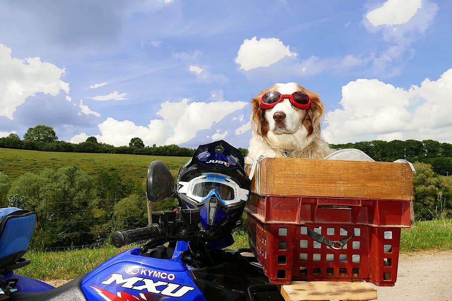 dog, nature, motorcycle, domestic, pets, mammal, canine, domestic animals HD wallpaper