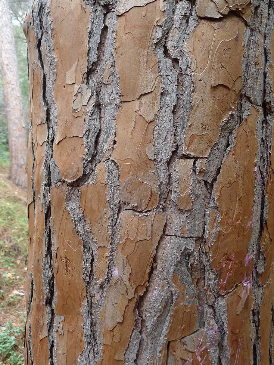 Tree, Bark, Tribe, textured, close-up, no people, backgrounds HD wallpaper