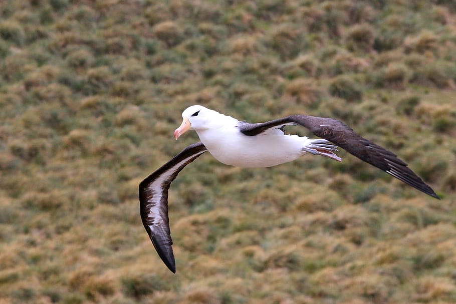 antarctica, birds, animal wildlife, animal themes, animals in the wild HD wallpaper