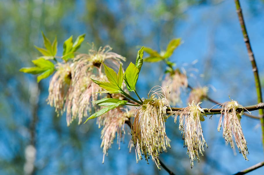 trees, earrings, blue sky, spring, shackle, plant, birch, branch HD wallpaper
