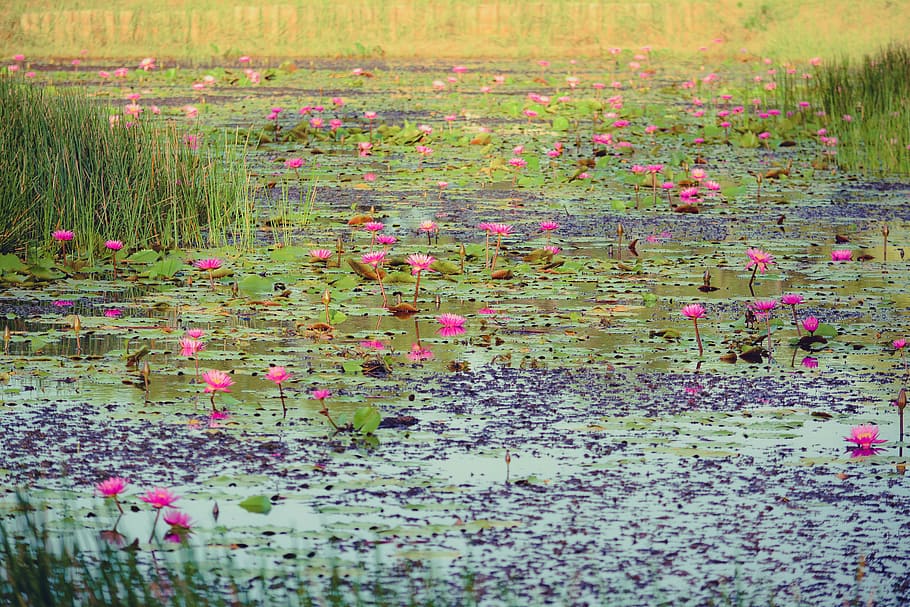 pink petaled flowers, river, ship, bright, thailand, sky, flush