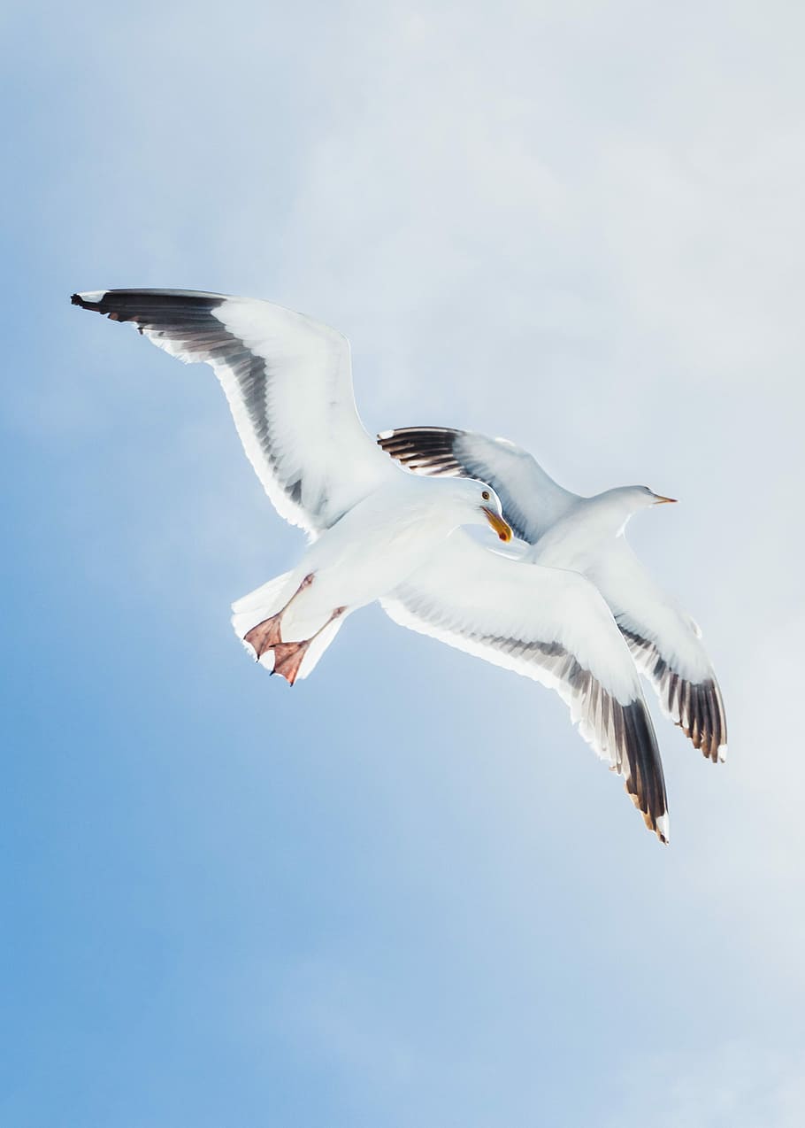 two white birds, worms eye view photography of white birds, seagull HD wallpaper