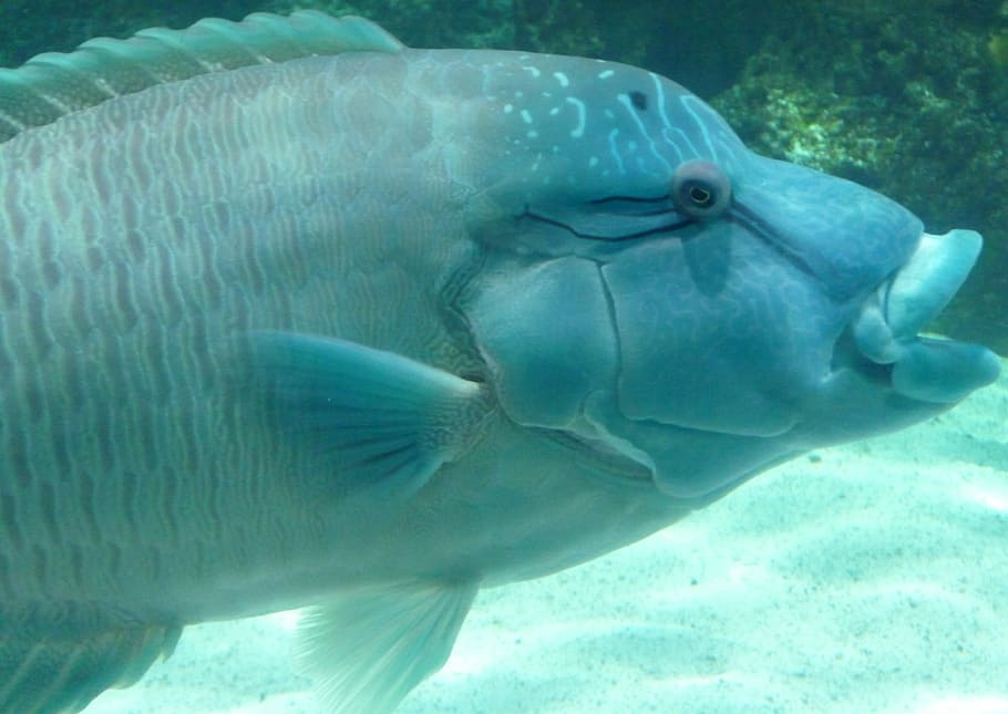 Blue, Fish, Nature, one animal, animal themes, animals in the wild HD wallpaper