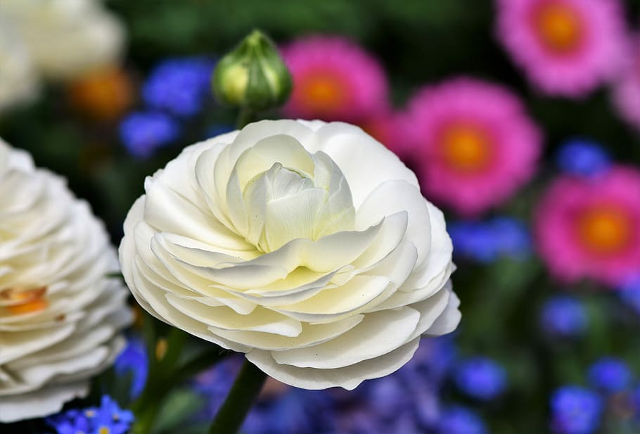 shallow focus photography of flowers, ranunculus, ranunculus flower HD wallpaper