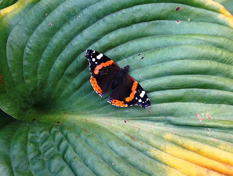 insect, butterfly, colorful, invertebrate, animal wildlife HD wallpaper